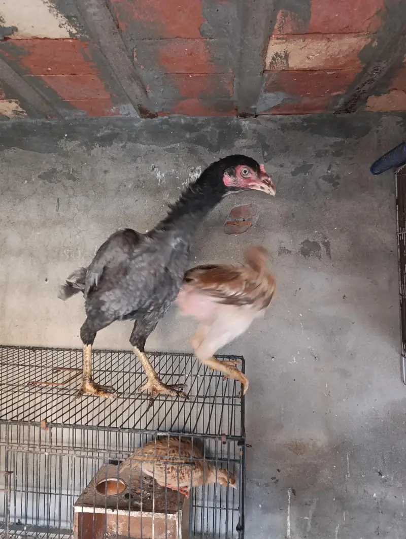 Aseel Mianwali pathe pathiyan aur breeders — photo 2