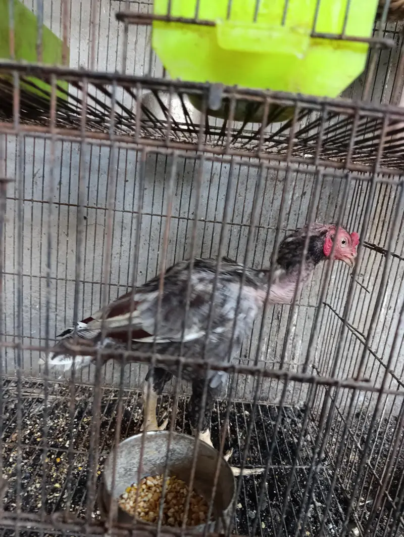 Aseel Mianwali pathe pathiyan aur breeders — photo 3