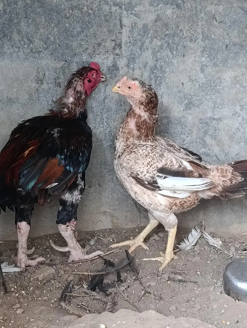Aseel Mianwali pathe pathiyan aur breeders — photo 4