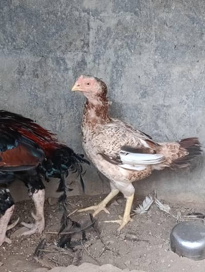 Aseel Mianwali pathe pathiyan aur breeders