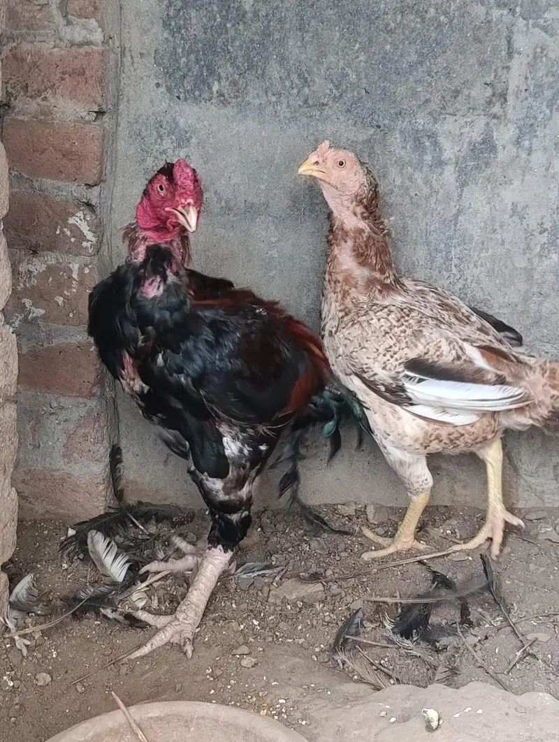 Aseel Mianwali pathe pathiyan aur breeders — photo 5