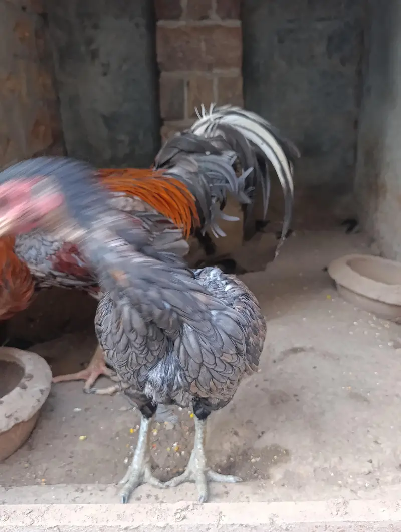 Aseel Mianwali pathe pathiyan aur breeders — photo 7
