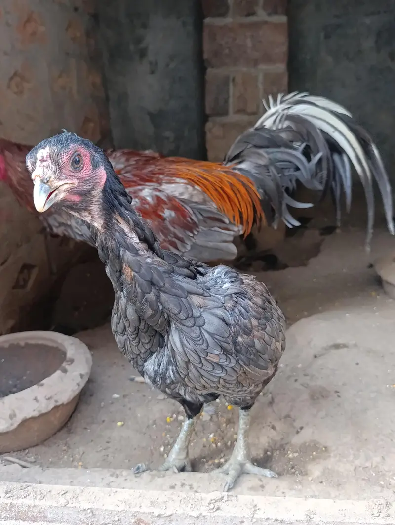 Aseel Mianwali pathe pathiyan aur breeders — photo 8
