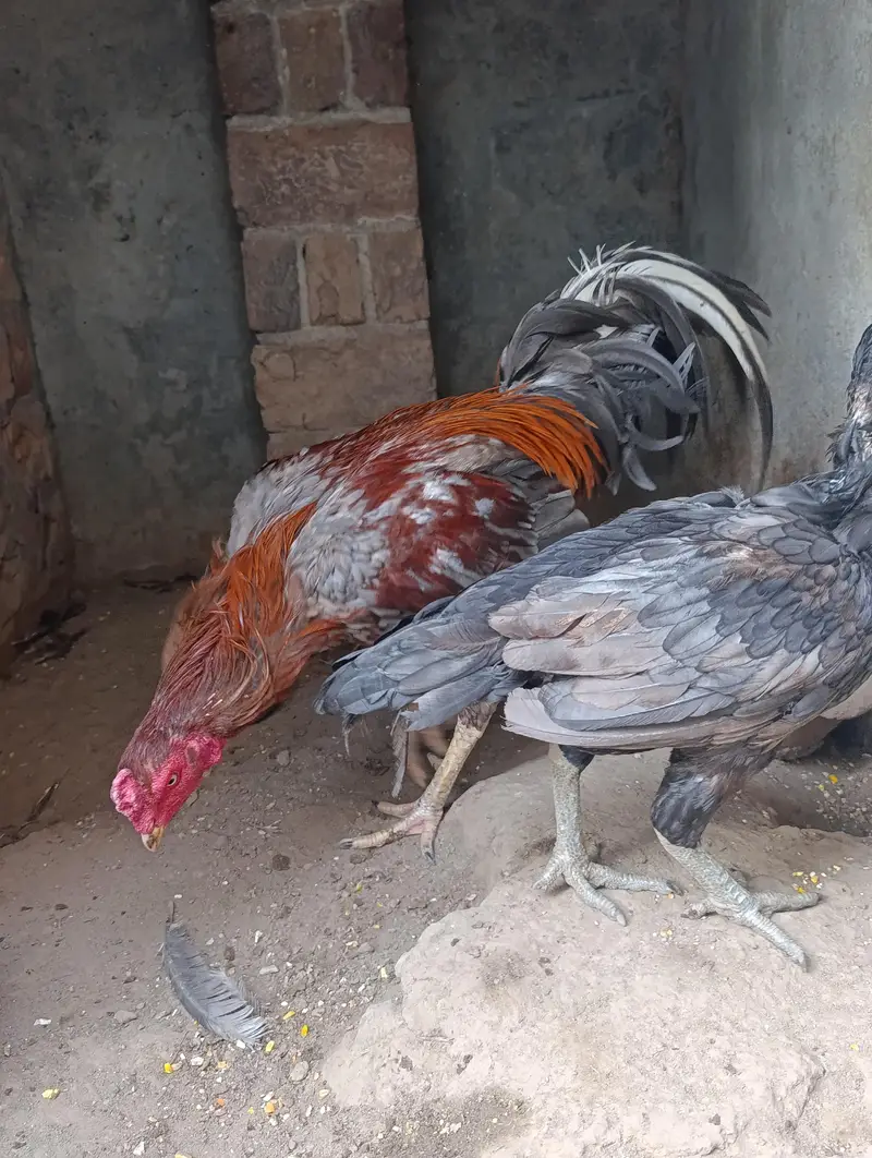 Aseel Mianwali pathe pathiyan aur breeders — photo 9