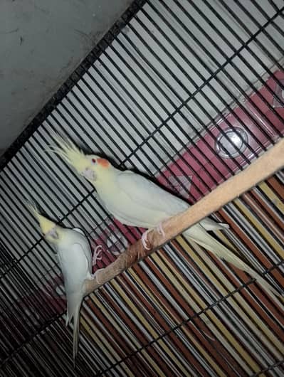 LATINO KING SIZE BREEDER PAIR
