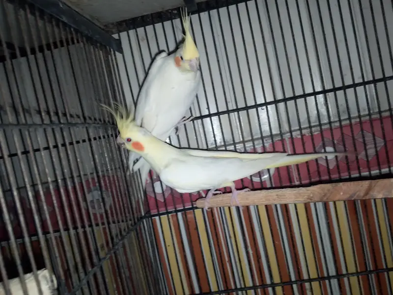 LATINO KING SIZE BREEDER PAIR — photo 2
