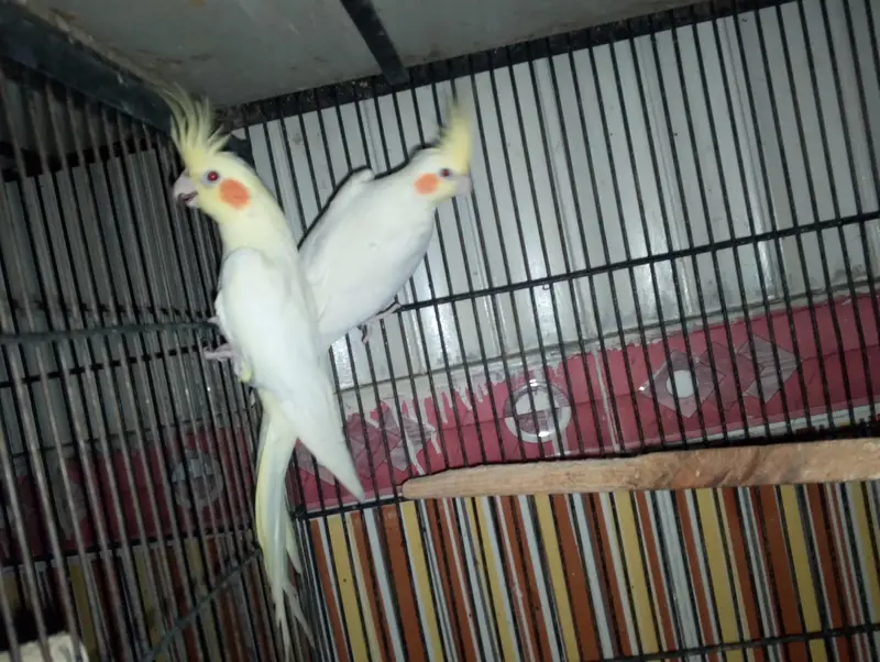 LATINO KING SIZE BREEDER PAIR — photo 3