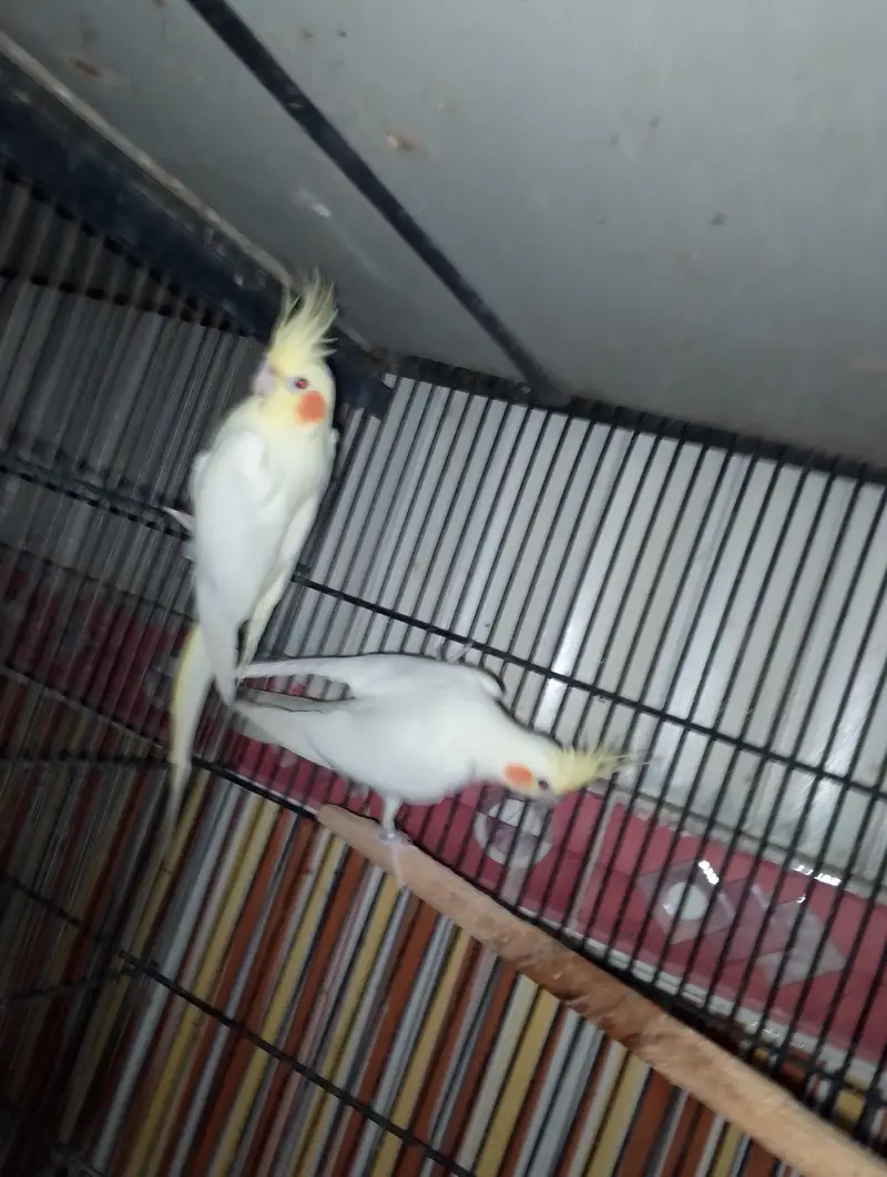 LATINO KING SIZE BREEDER PAIR — photo 4