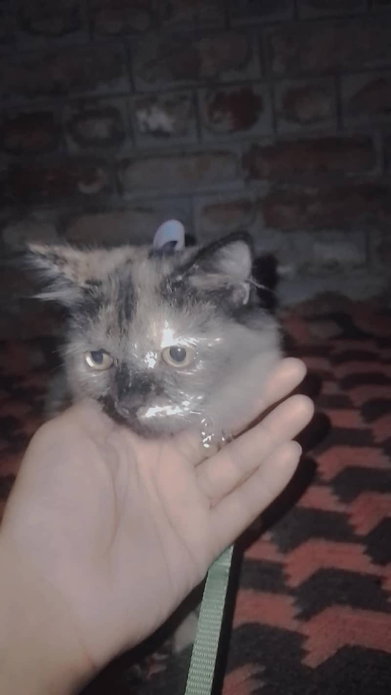 cute cat 0