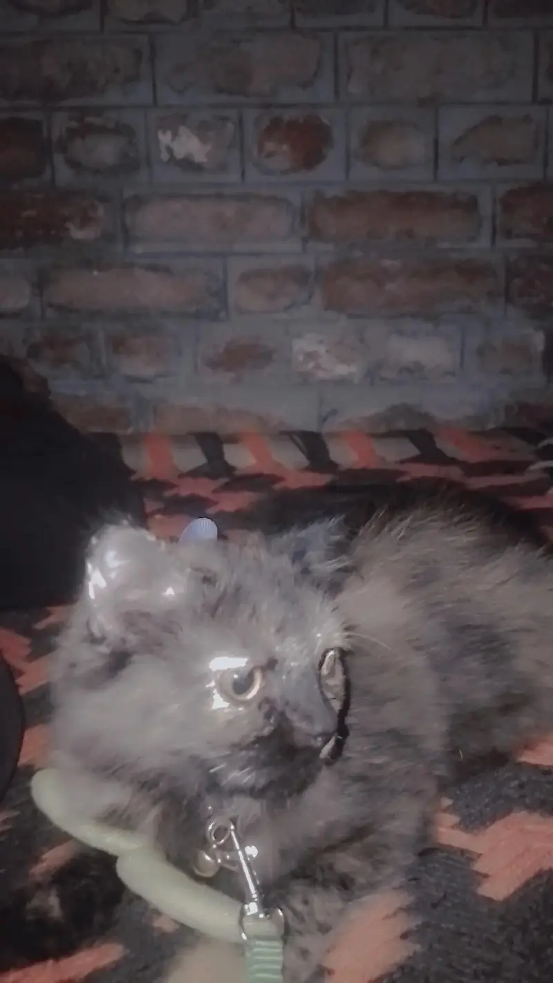 cute cat — photo 2