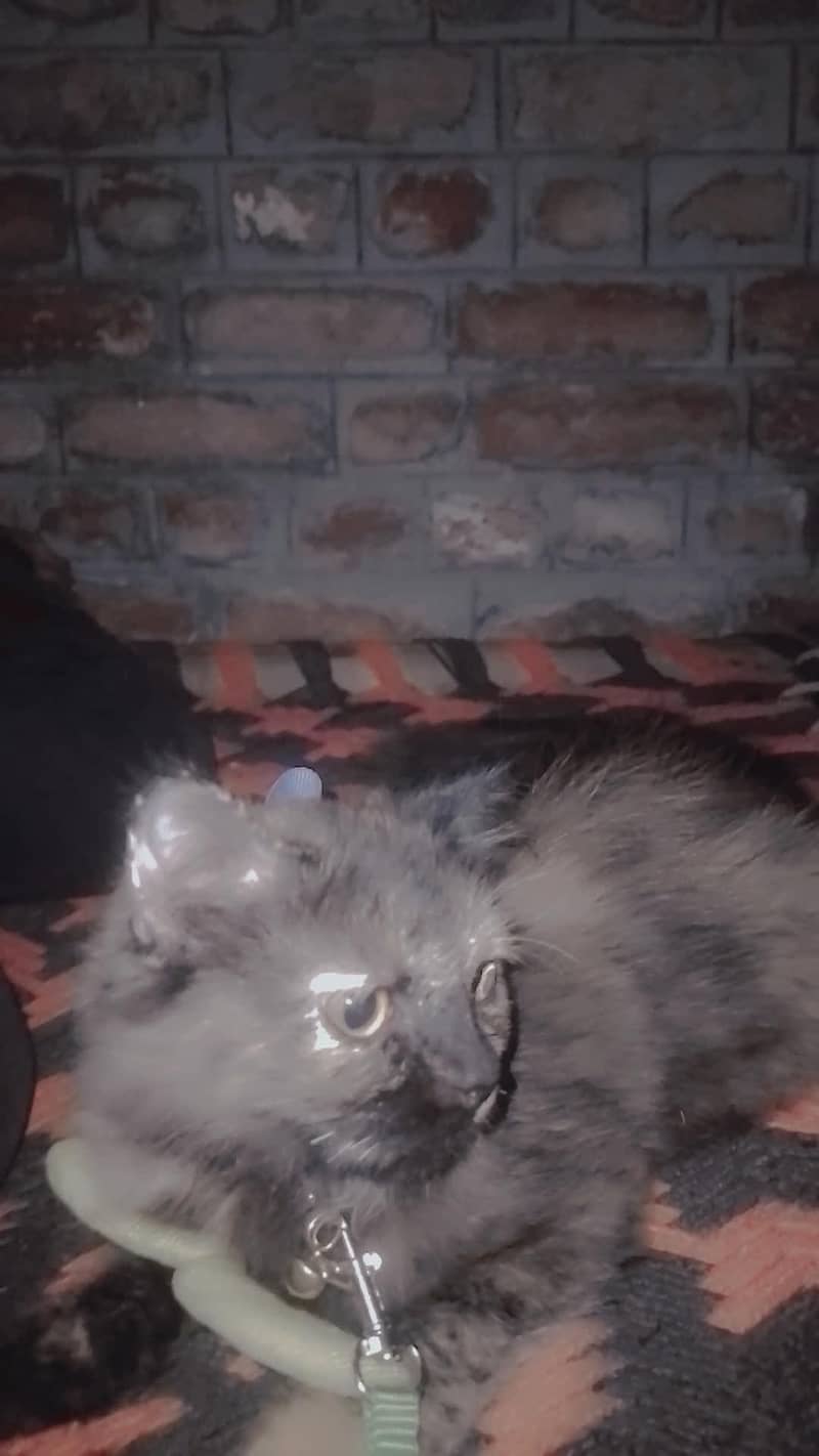 cute cat 2
