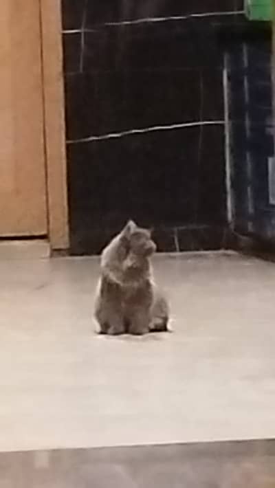 Trained cats pair