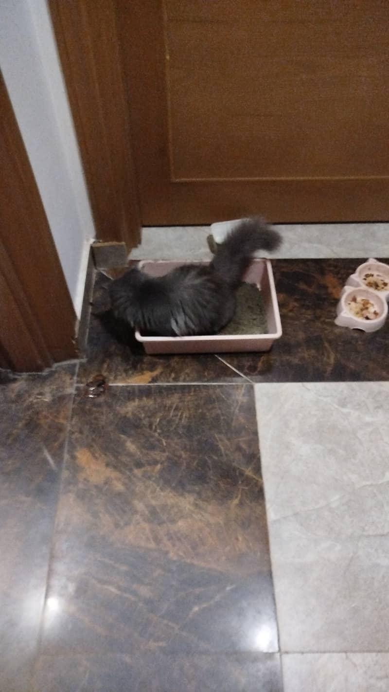 Trained cats pair 1