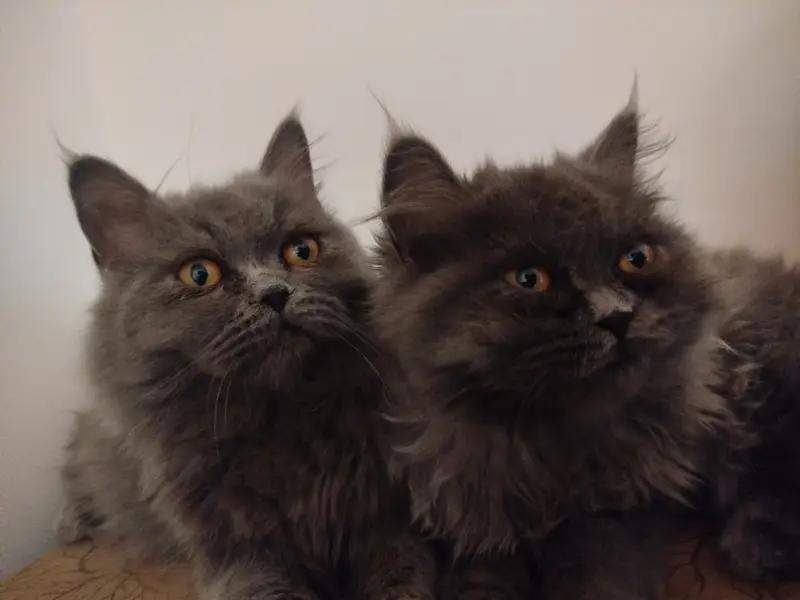 Trained cats pair — photo 3