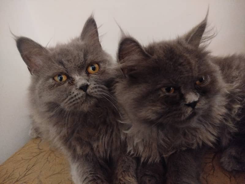 Trained cats pair 3