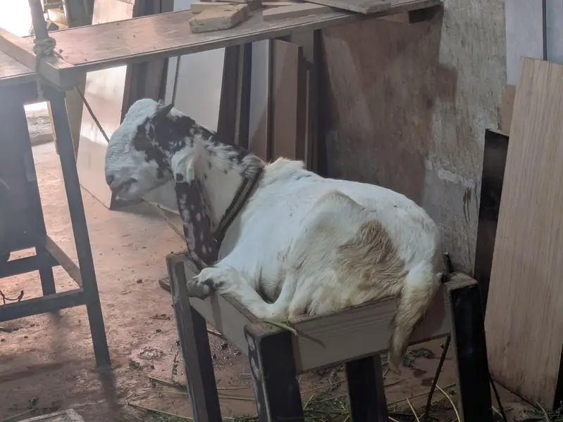 nasle bakre jore — photo 2