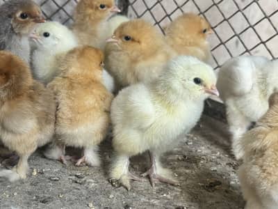 18 Buff chicks golden & white, 2 black/grey chicks