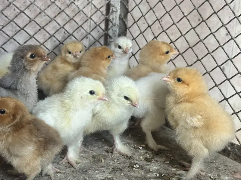 18 Buff chicks golden & white, 2 black/grey chicks — photo 2