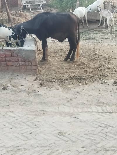 2dant haqeka k lia ya ghr rakhna k lia best h