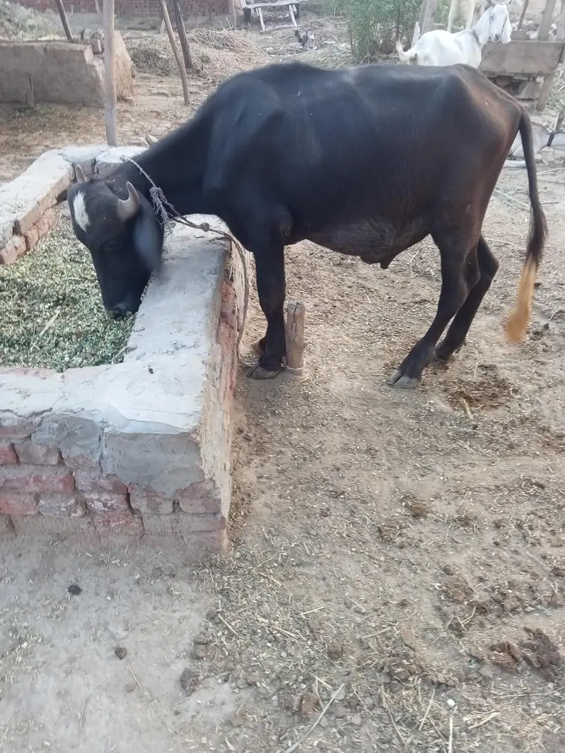 2dant haqeka k lia ya ghr rakhna k lia best h — photo 2
