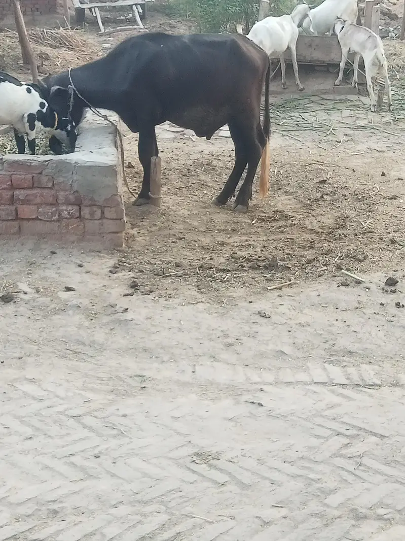 2dant haqeka k lia ya ghr rakhna k lia best h — photo 3