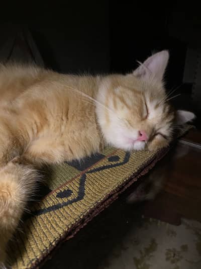 Persion male cat