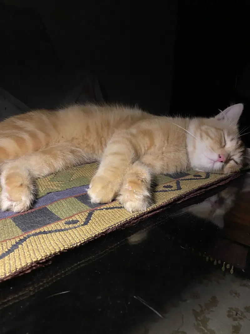 Persion male cat — photo 2
