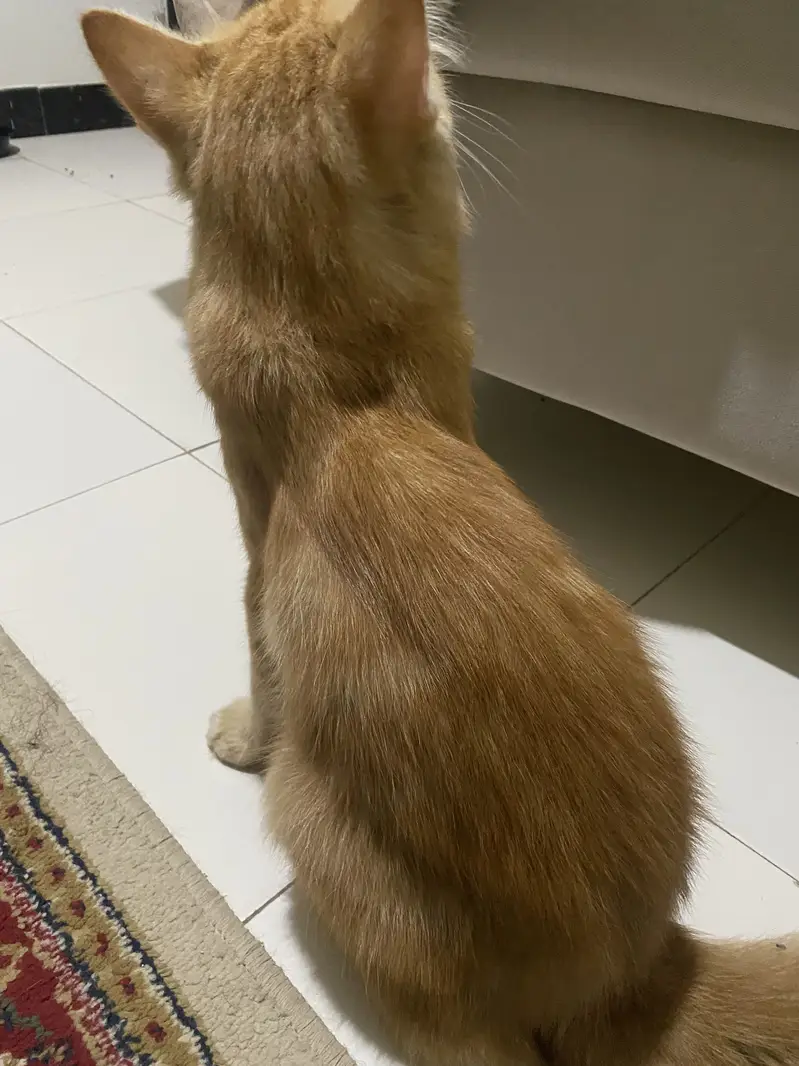 Persion male cat — photo 4
