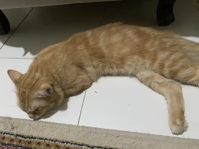 Persion male cat — photo 5