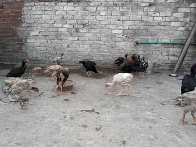 Aseel hens for sale 0.3. 0.0  8.8. 4.5. 5.0. 9