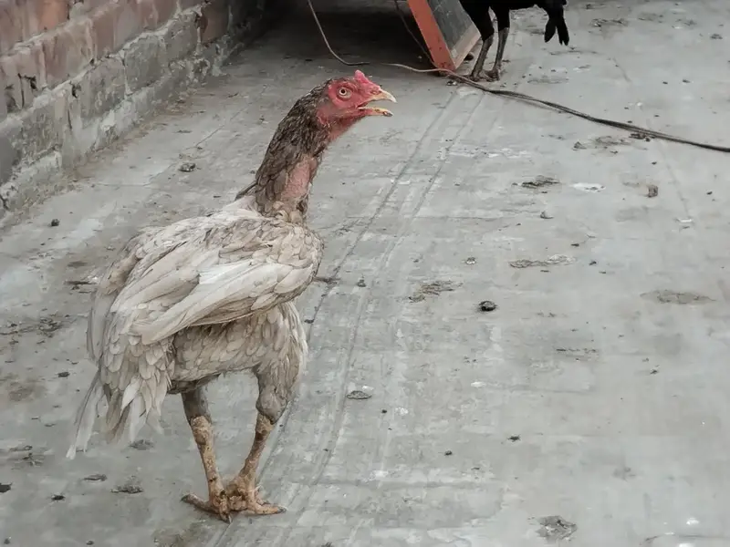 Aseel hens for sale 0.3. 0.0  8.8. 4.5. 5.0. 9 — photo 2