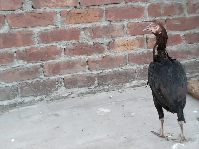 Aseel hens for sale 0.3. 0.0  8.8. 4.5. 5.0. 9 — photo 3
