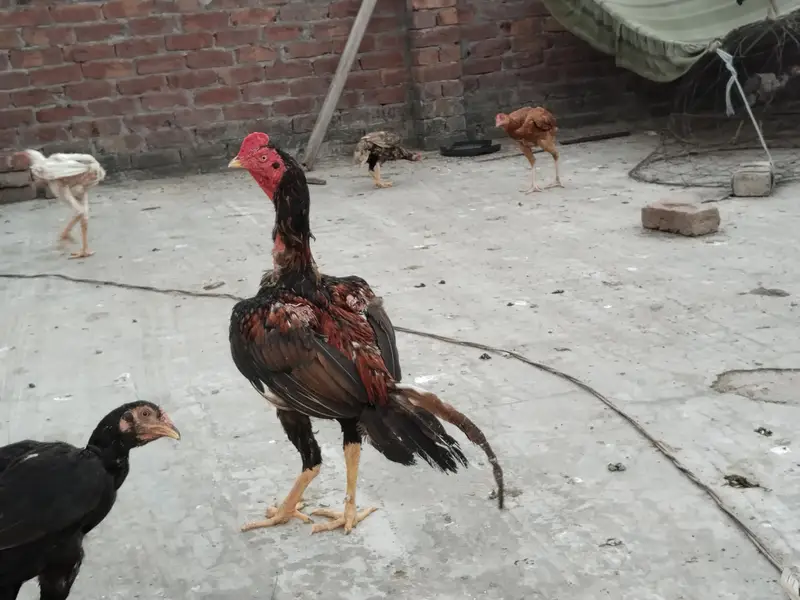 Aseel hens for sale 0.3. 0.0  8.8. 4.5. 5.0. 9 — photo 4