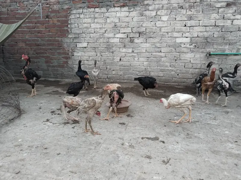 Aseel hens for sale 0.3. 0.0  8.8. 4.5. 5.0. 9 — photo 5