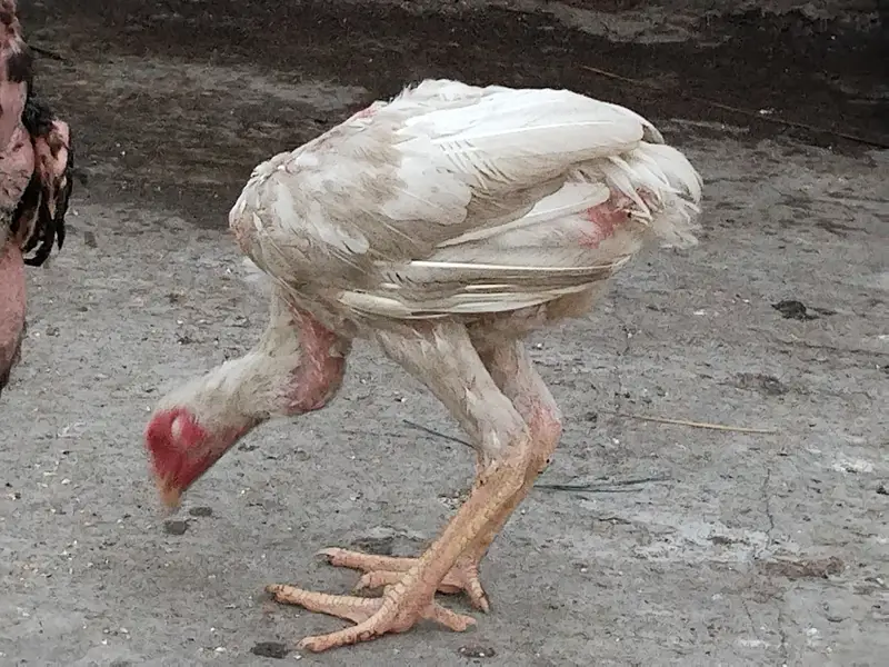 Aseel hens for sale 0.3. 0.0  8.8. 4.5. 5.0. 9 — photo 6