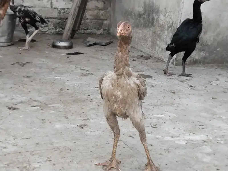 Aseel hens for sale 0.3. 0.0  8.8. 4.5. 5.0. 9 — photo 7