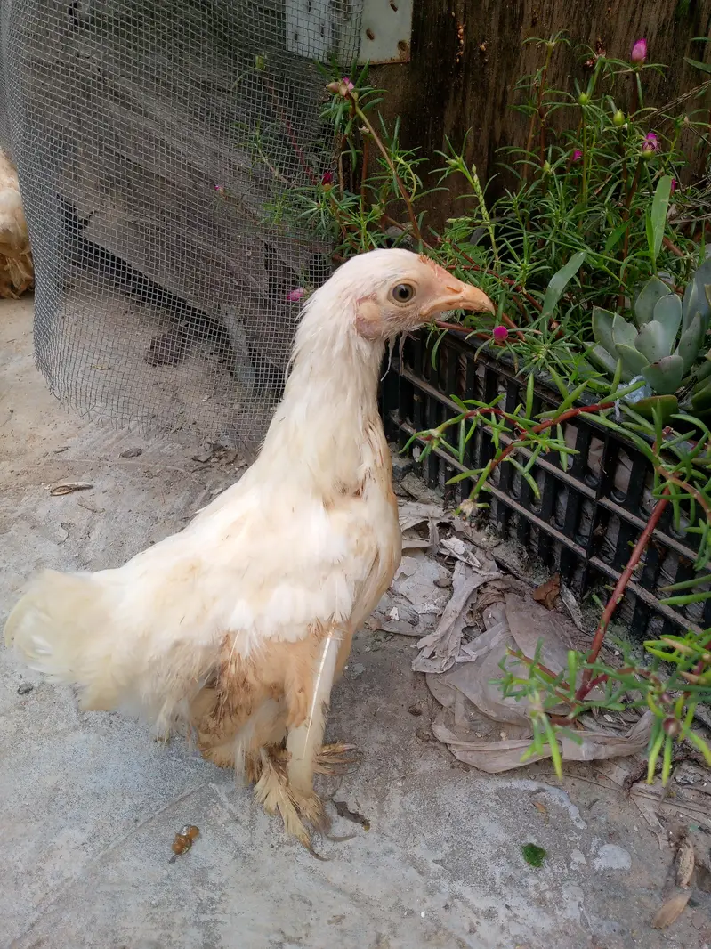 Healthy bantam pullets — photo 2