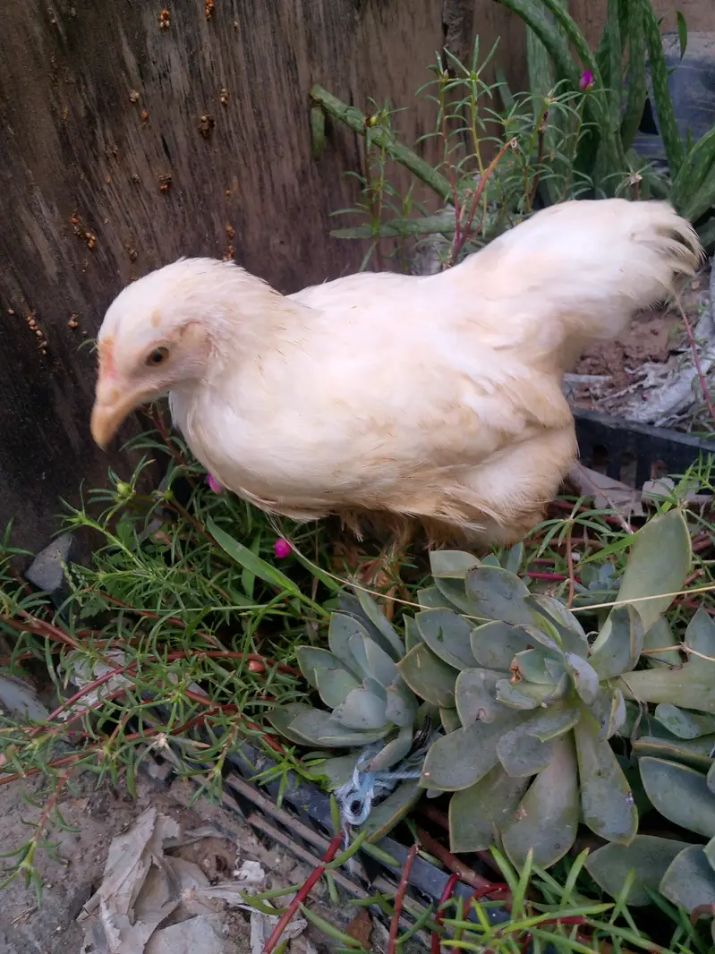 Healthy bantam pullets — photo 3