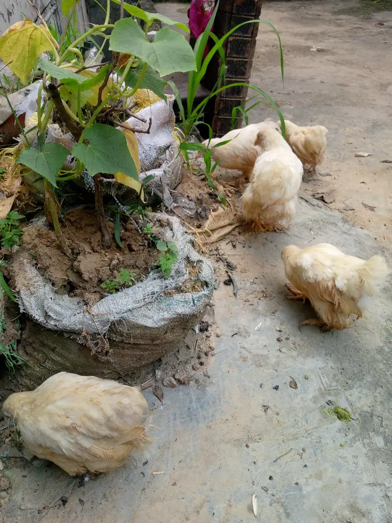 Healthy bantam pullets — photo 4