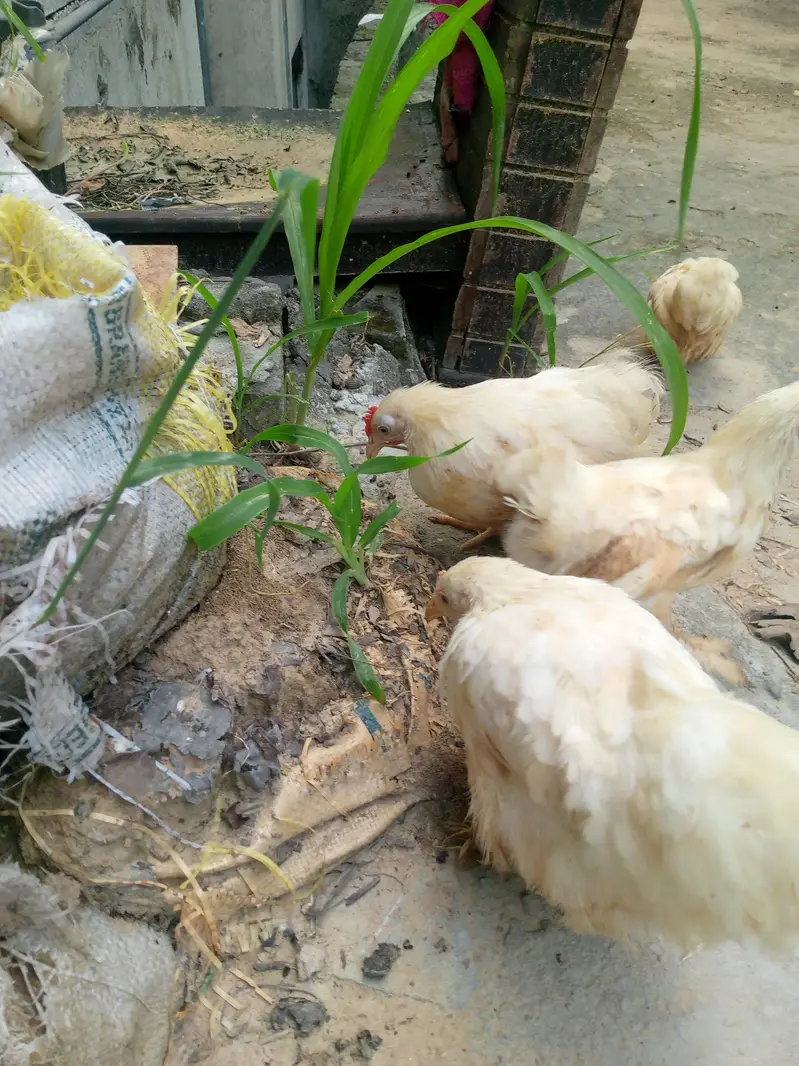Healthy bantam pullets — photo 5
