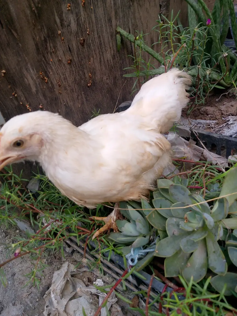 Healthy bantam pullets — photo 6