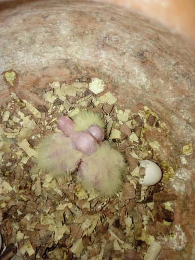red eyes breeder pair with chicks