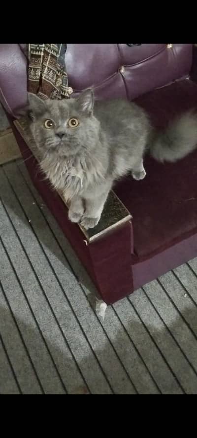 gry colar person cat
