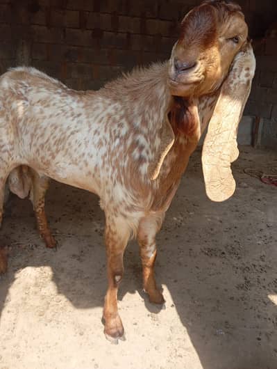 Bital makhi china