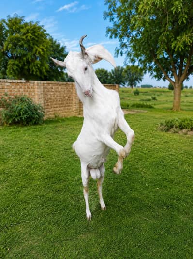 gulabi breeder bakra 2 dant