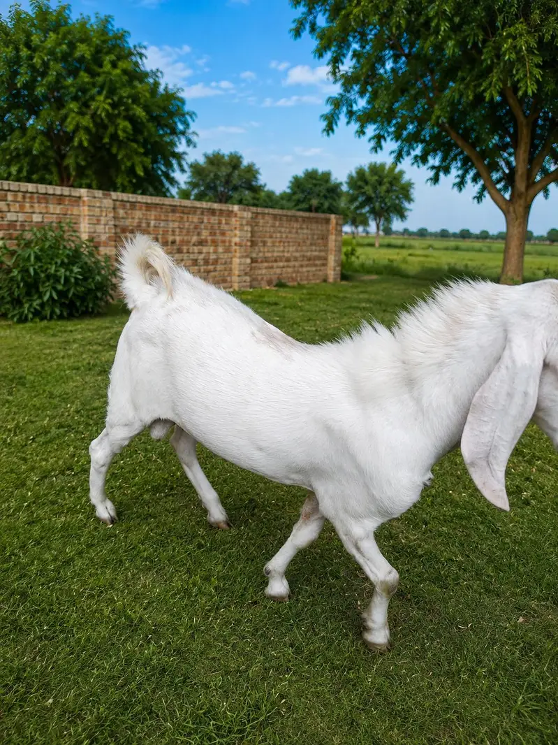 gulabi breeder bakra 2 dant — photo 5