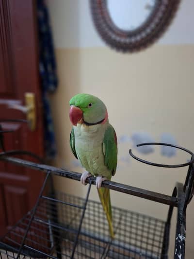  Talking Raw Parrot – Green Male – With Cage / Without Cage