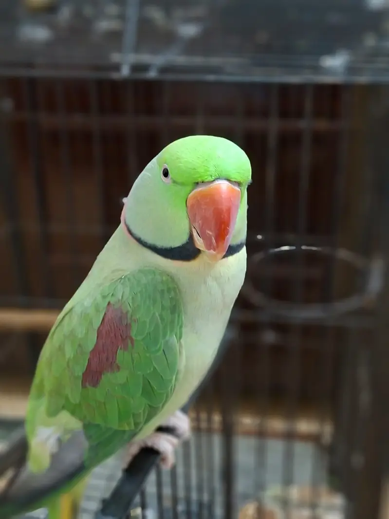  Talking Raw Parrot – Green Male – With Cage / Without Cage — photo 2
