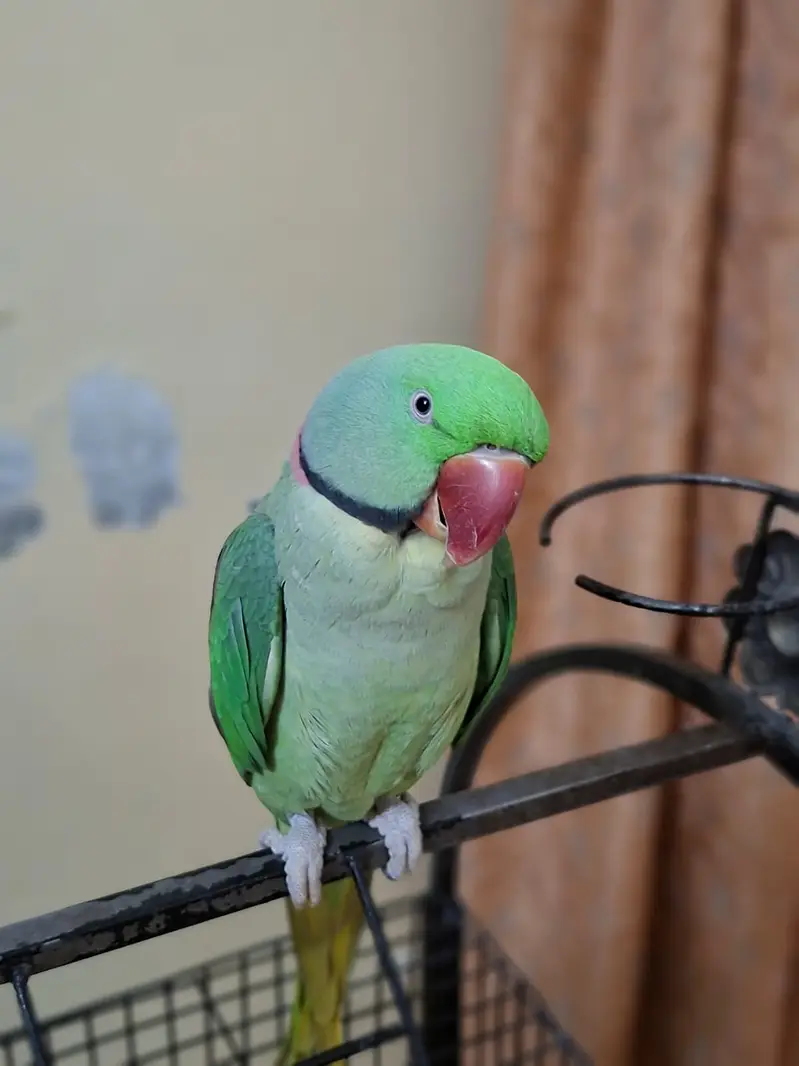  Talking Raw Parrot – Green Male – With Cage / Without Cage — photo 3