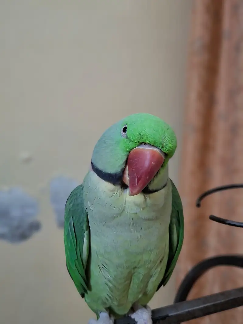  Talking Raw Parrot – Green Male – With Cage / Without Cage — photo 4